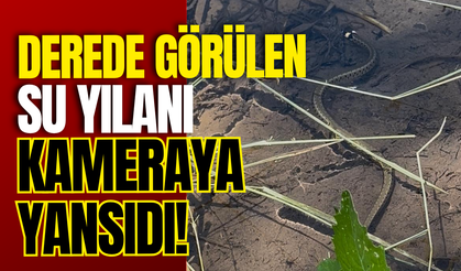 Derede Görülen Su Yılanı Kameraya Yansıdı!