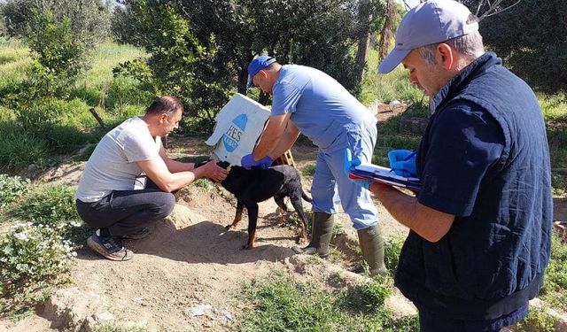 Aydın'da kedi ve köpeklere kuduz aşısı yapıldı