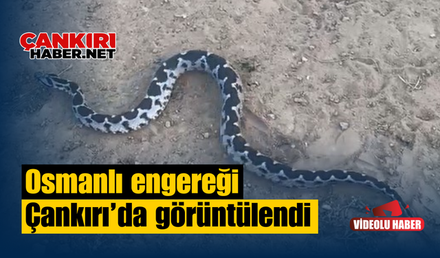 Osmanlı engereği Çankırı’da görüntülendi