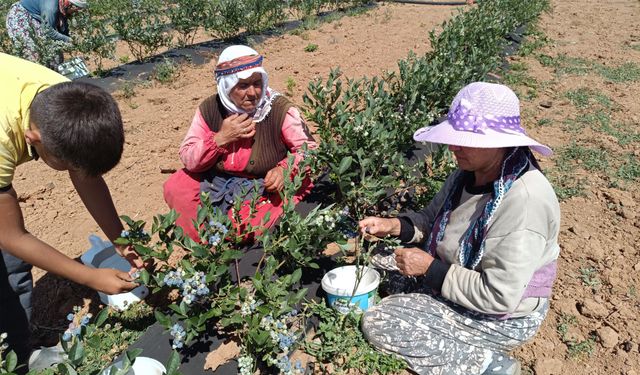 3 yıl önce kurak araziye deneme amaçlı ekilen bitkiler, şimdi köyün geçim kaynağı oldu