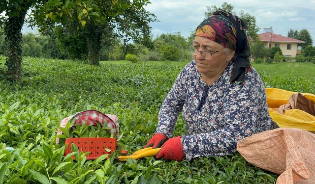 ÇAYKUR, kuru çay fiyatlarına %22 zam yaptı