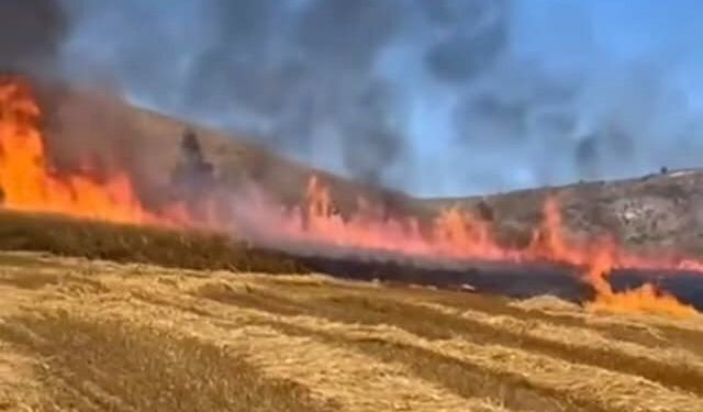 Kurşunlu'da Buğday Tarlasında Yangın 15 Dönüm Alan Zarar Gördü