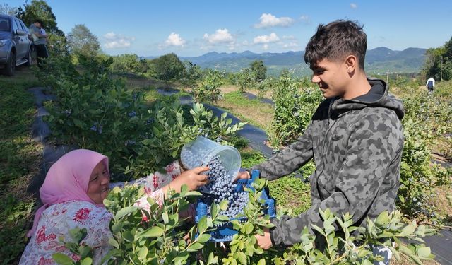 Ordu'da mavi yemiş yetiştiriciliği önem kazanıyor