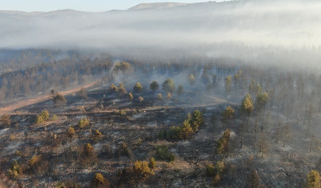 Ilgaz’da Orman Yangını Kontrol Altında: 44 Hektar Alan Zarar Gördü