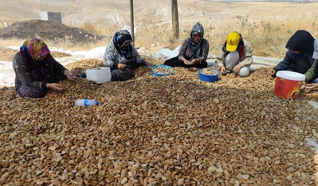 Kahta’da Badem Hasadı Başladı: Üreticiler Rekolte Beklentilerini Açıkladı