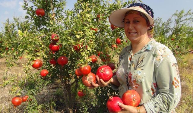 Mersin Silifke'de yılın ilk erkenci nar hasadı: Avrupa'ya ihracat başladı