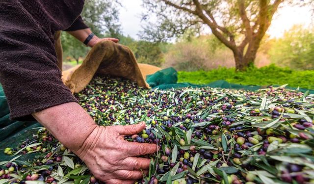 Türkiye’nin sofralık zeytin ihracatı tarihi zirvede