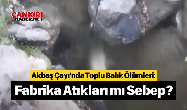 Akbaş Çayı'nda Toplu Balık Ölümleri: Fabrika Atıkları mı Sebep?