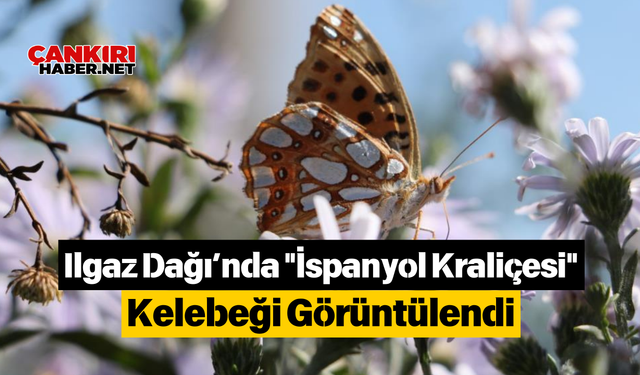 Ilgaz Dağı’nda "İspanyol Kraliçesi" Kelebeği Görüntülendi