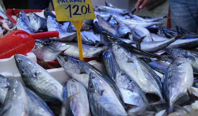 Samsun'da palamut fiyatları yükseldi