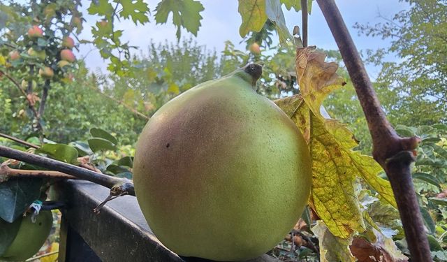 Elma Fidanı Dikti, Armut Göründü Tadında Elma!