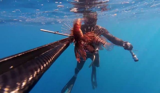 Gazipaşa'da Balık Avında Kaza: Zehirli Diken Hastaneye Götürdü