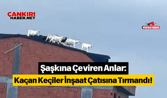 Şaşkına Çeviren Anlar: Kaçan Keçiler İnşaat Çatısına Tırmandı!