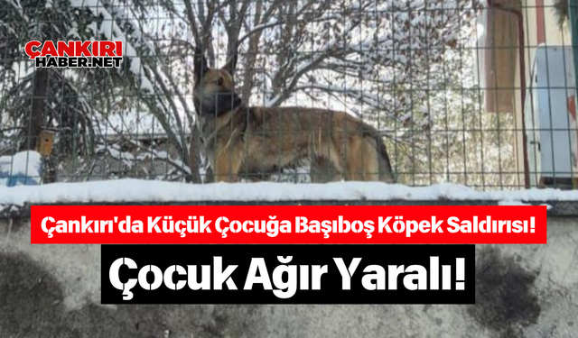 Çankırı'da Küçük Çocuğa Başıboş Köpek Saldırısı! Çocuk Ağır Yaralı!