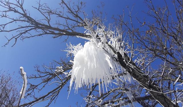 Bolu'da soğuk hava ağaçları buzla süsledi