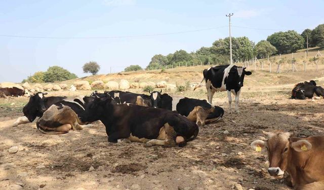Bolu’da şap hastalığı alarmı: İki köy karantinada, 22 köye kısıtlama getirildi