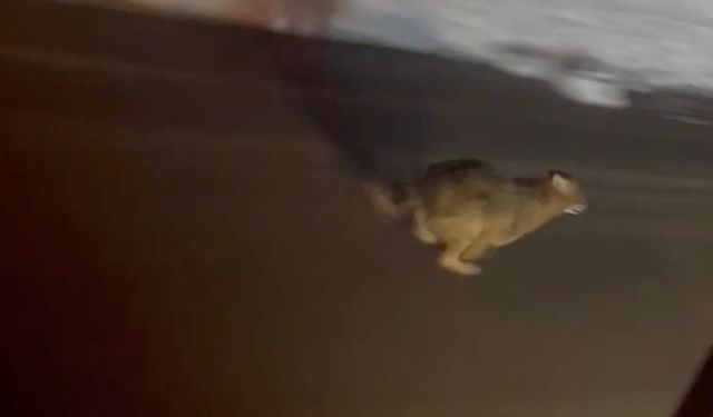 Kastamonu Cide’de Vaşak Yolda Koşarken Görüntülendi