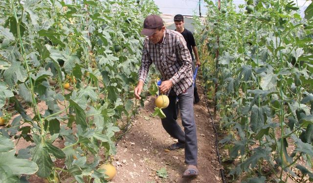 Kumluca'da kavun üretiminde rekor başarı!
