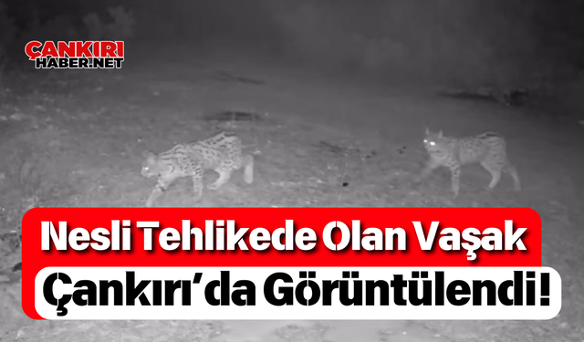 Nesli Tehlikede Olan Vaşak Çankırı’da Görüntülendi!
