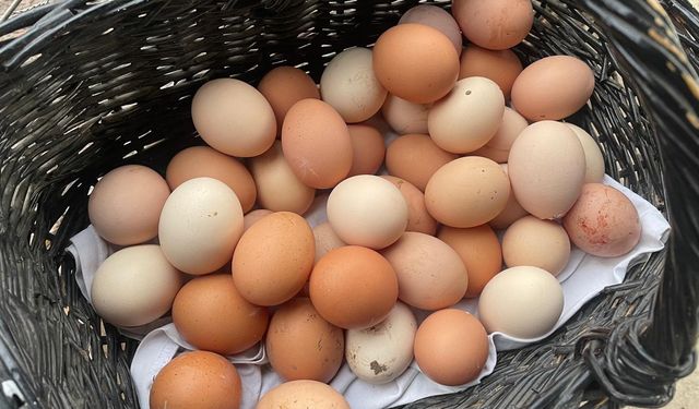 Yumurta fiyatlarında artış sürüyor