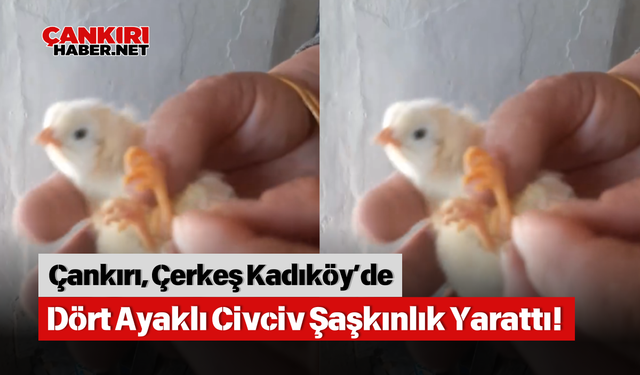 Çankırı, Çerkeş Kadıköy’de Dört Ayaklı Civciv Şaşkınlık Yarattı!
