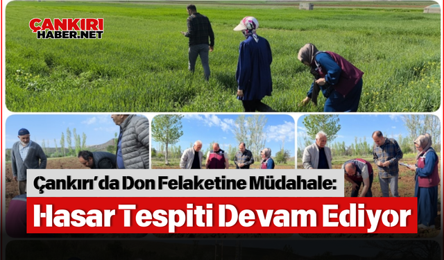 Çankırı’da Don Felaketine Müdahale: Hasar Tespiti Devam Ediyor