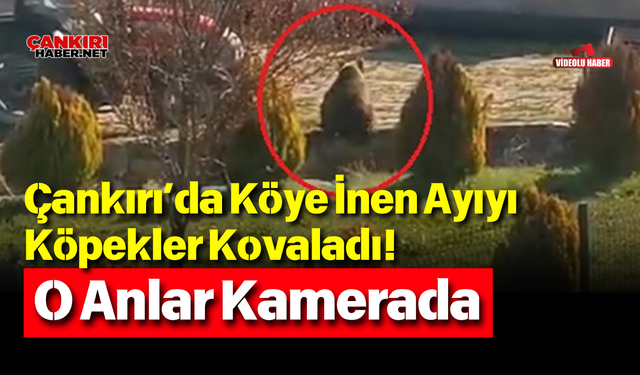 Çankırı’da Köye İnen Ayıyı Köpekler Kovaladı! O Anlar Kamerada