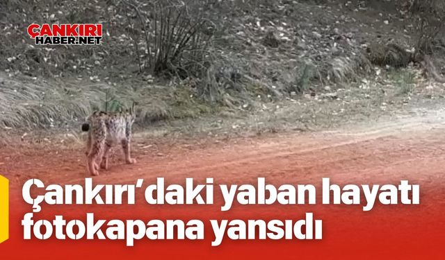 Çankırı’daki yaban hayatı fotokapana yansıdı