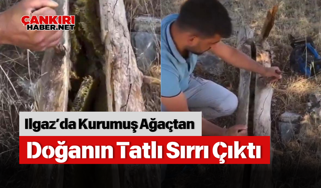 Ilgaz’da Kurumuş Ağaçtan Doğanın Tatlı Sırrı Çıktı