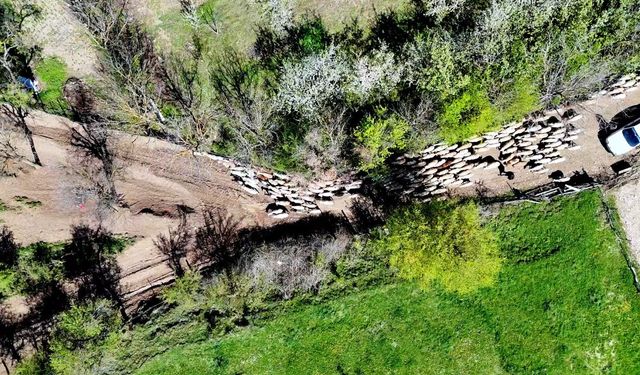 Kastamonu’nun Sarpun Köyünde Kuzuların Anneleriyle Duygusal Buluşması