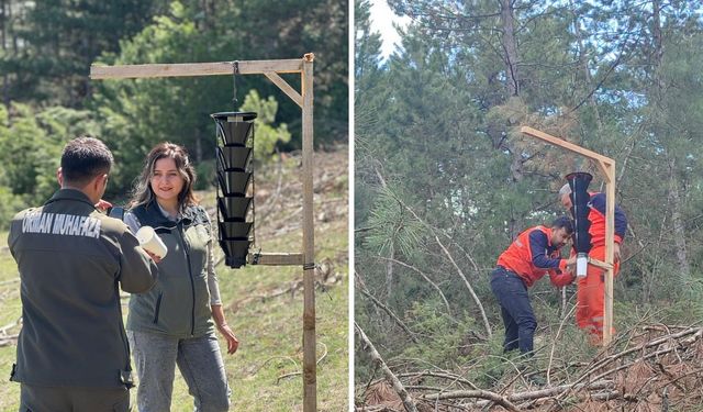 Orman Sağlığını Korumak İçin Feromon Tuzağı Uygulaması: Çam Kabuk Böceği Mücadelesi