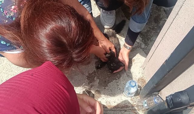 Araç Çarptı, Öğrenciler Hayata Döndürdü: Yavru Kediye Kalp Masajı!