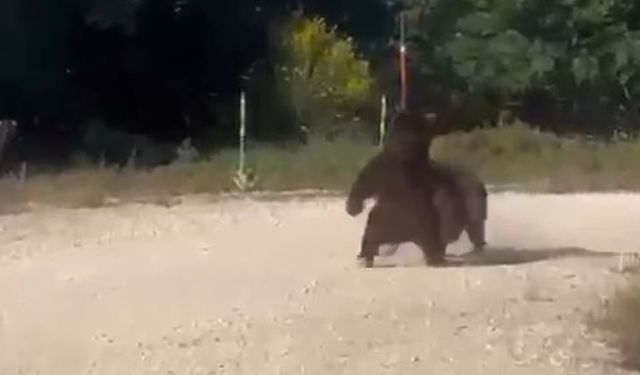 Bursa’da Şok Anlar: Yol Ortasında Ayı Güreşi!