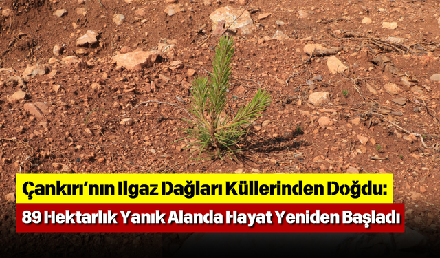 Çankırı’nın Ilgaz Dağları Küllerinden Doğdu: 89 Hektarlık Yanık Alanda Hayat Yeniden Başladı