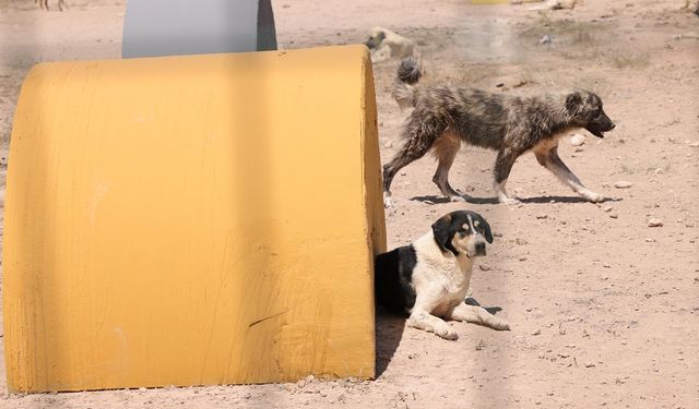 Aksaray’da Sahipsiz Hayvanlar İçin Yeni Bakımevi ve Doğal Yaşam Alanı Hizmete Girdi