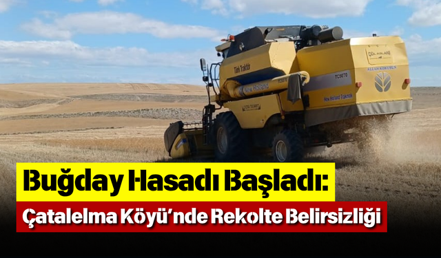 Buğday Hasadı Başladı Çatalelma Köyü’nde Rekolte Belirsizliği