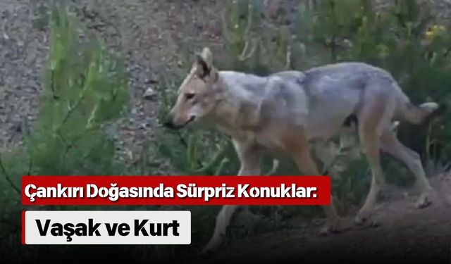 Çankırı Doğasında Sürpriz Konuklar: Vaşak ve Kurt