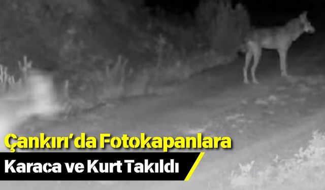 Çankırı’da Fotokapanlara Karaca ve Kurt Takıldı