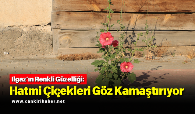 Ilgaz’ın Renkli Güzelliği: Hatmi Çiçekleri Göz Kamaştırıyor