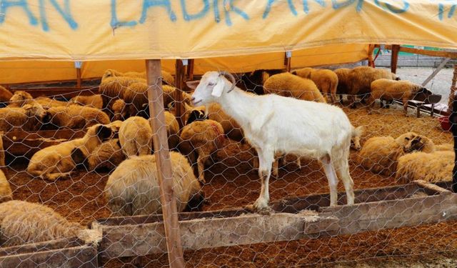 Samsun Tarımında Büyük Hedef Üç Yılda 1.5 Milyon Ton Hayvansal Üretim