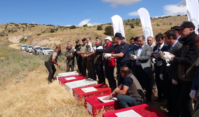 Yozgat'ta Keneyle Doğal Mücadele: 150 Keklik Daha Doğaya Salındı
