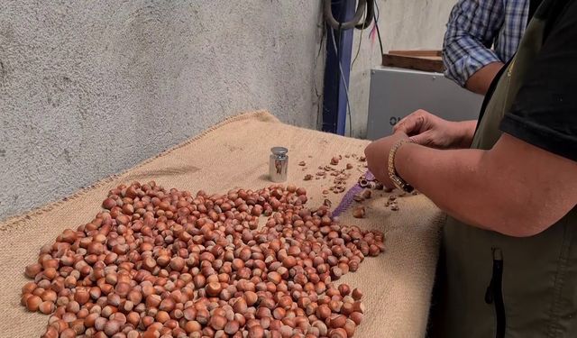 Zonguldak’ta Fındık Hasadı Başlıyor: Erken Toplayan Zarar Eder!