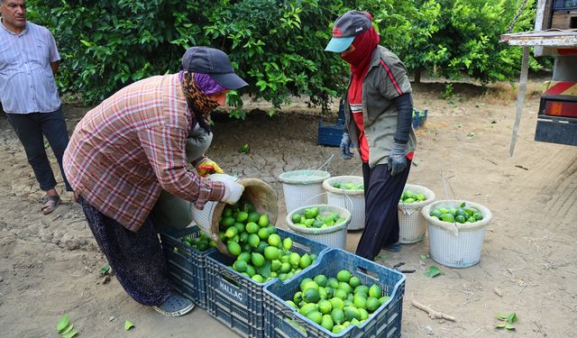 Adana’da Limon Hasadı Başladı: Fiyatlarda Düşüş Umudu