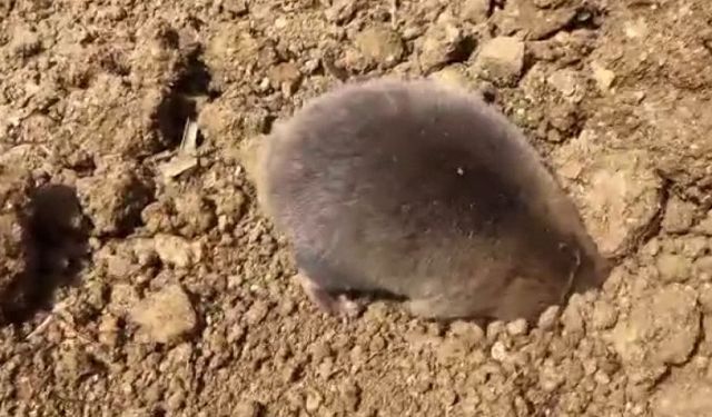 Darıkent’te İnsan ve Doğa Yan Yana: Köstebek Kazıya Eşlik Etti