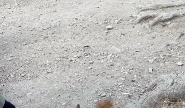 Gölcük Tabiat Parkı’nda Piknikçilere Sürpriz: Sincap Ellerinden Yemek Yedi