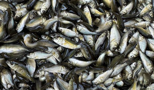 Gölköy Su Ürünleri İstasyonu’ndan 56 Su Kaynağına Sazan Göçü Başladı