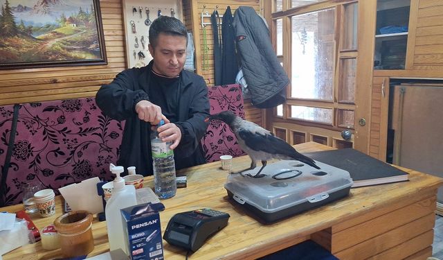 İskilip Şehir Parkı’nın Maskotu Oldu: Yavru Karga Vatandaşların Gözdesi