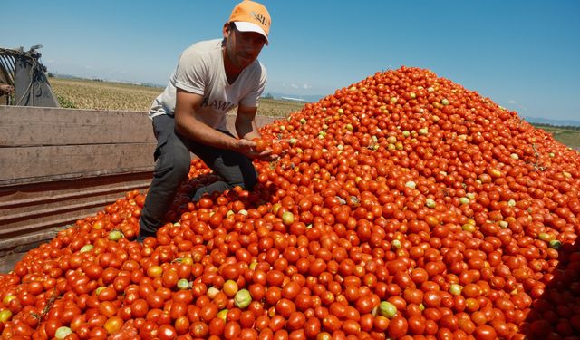 Karacabey’de Domates Üretimi Yarı Yarıya Düştü: Çiftçiler Karpuz ve Mısıra Yöneldi