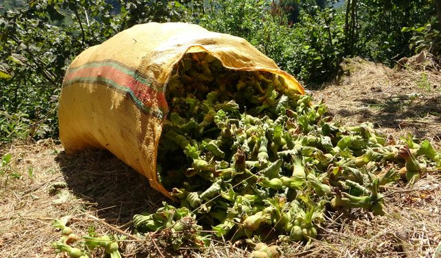Karadeniz’in Altın Fındığında Hasat Sevinci Sahil Kesimlerinde Toplama Başladı