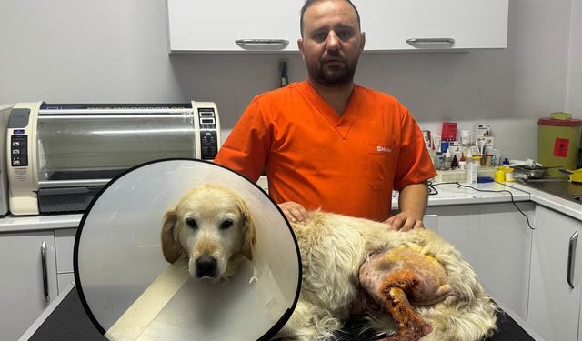 Zonguldak’ta 13 Yaşındaki Köpeğin Ayağından Hentbol Topu Büyüklüğünde Kitle Alındı